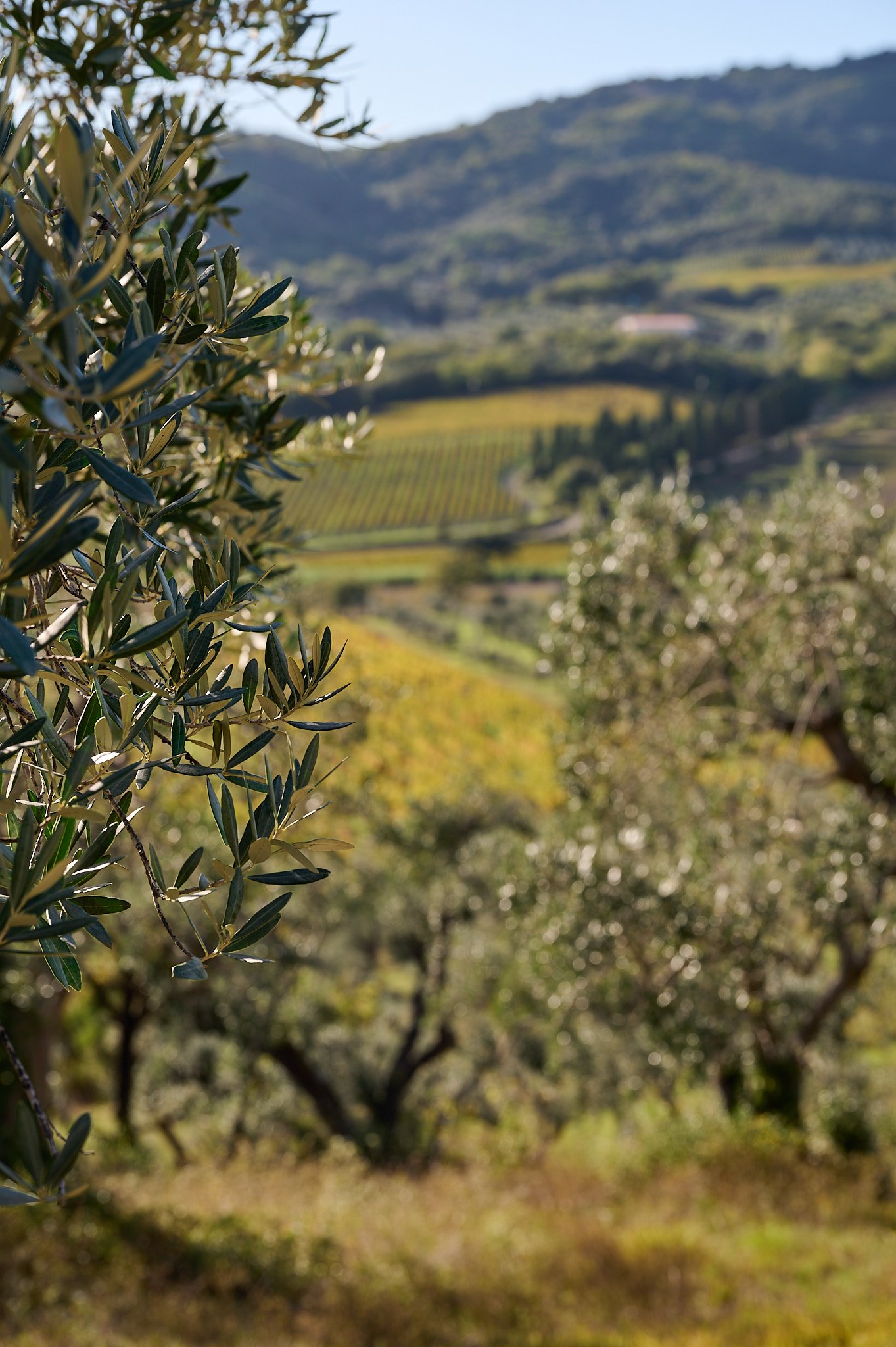 Il Falcone - agriturismo - esterni - 2904