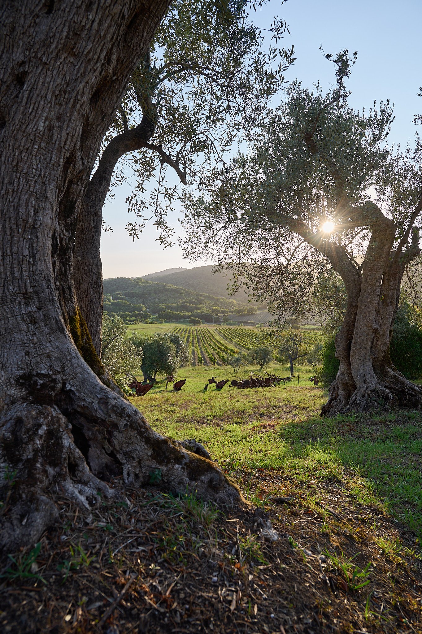 agriturismo_il_falcone_suvereto_60986