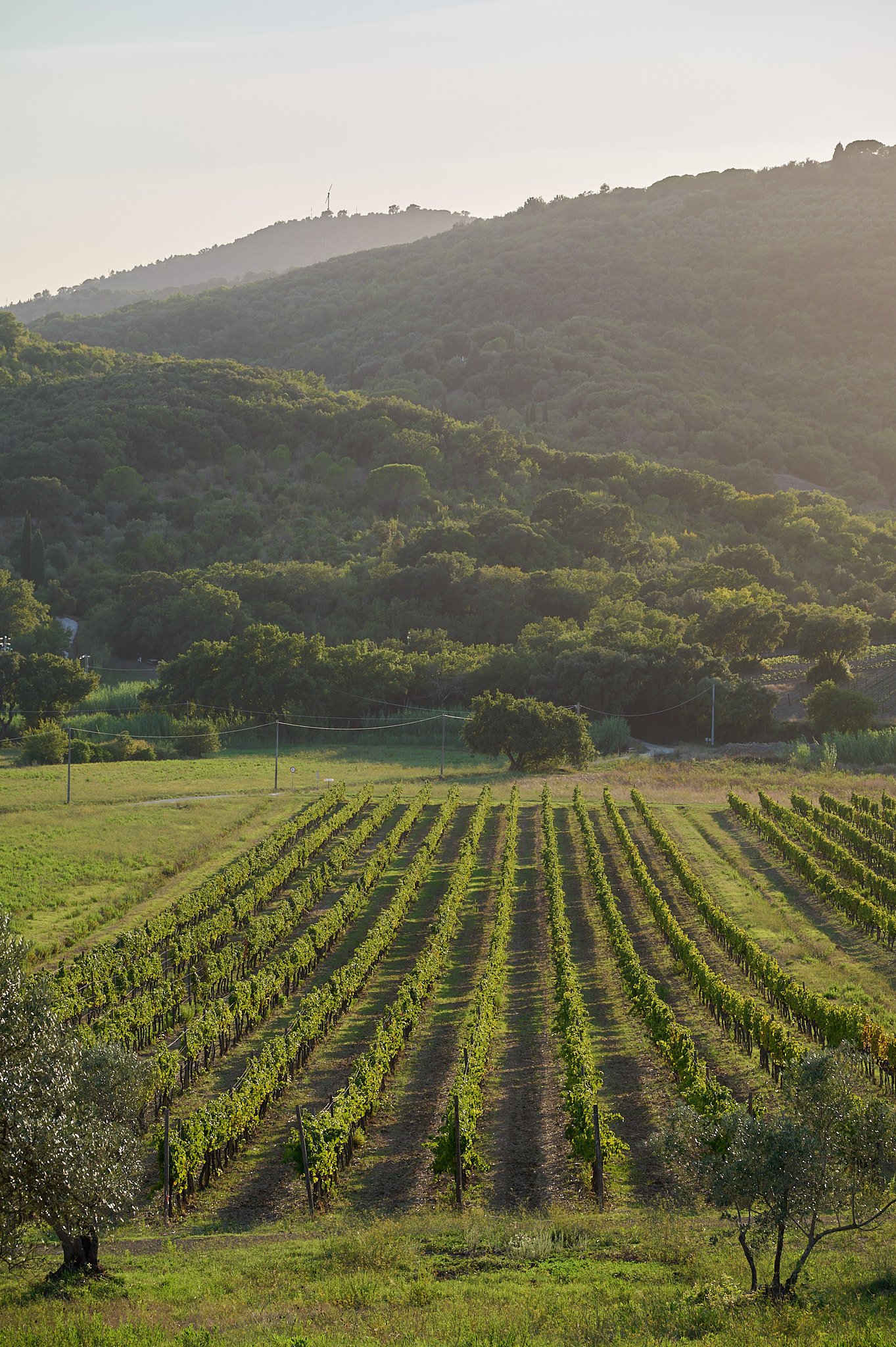 agriturismo_il_falcone_suvereto_60995