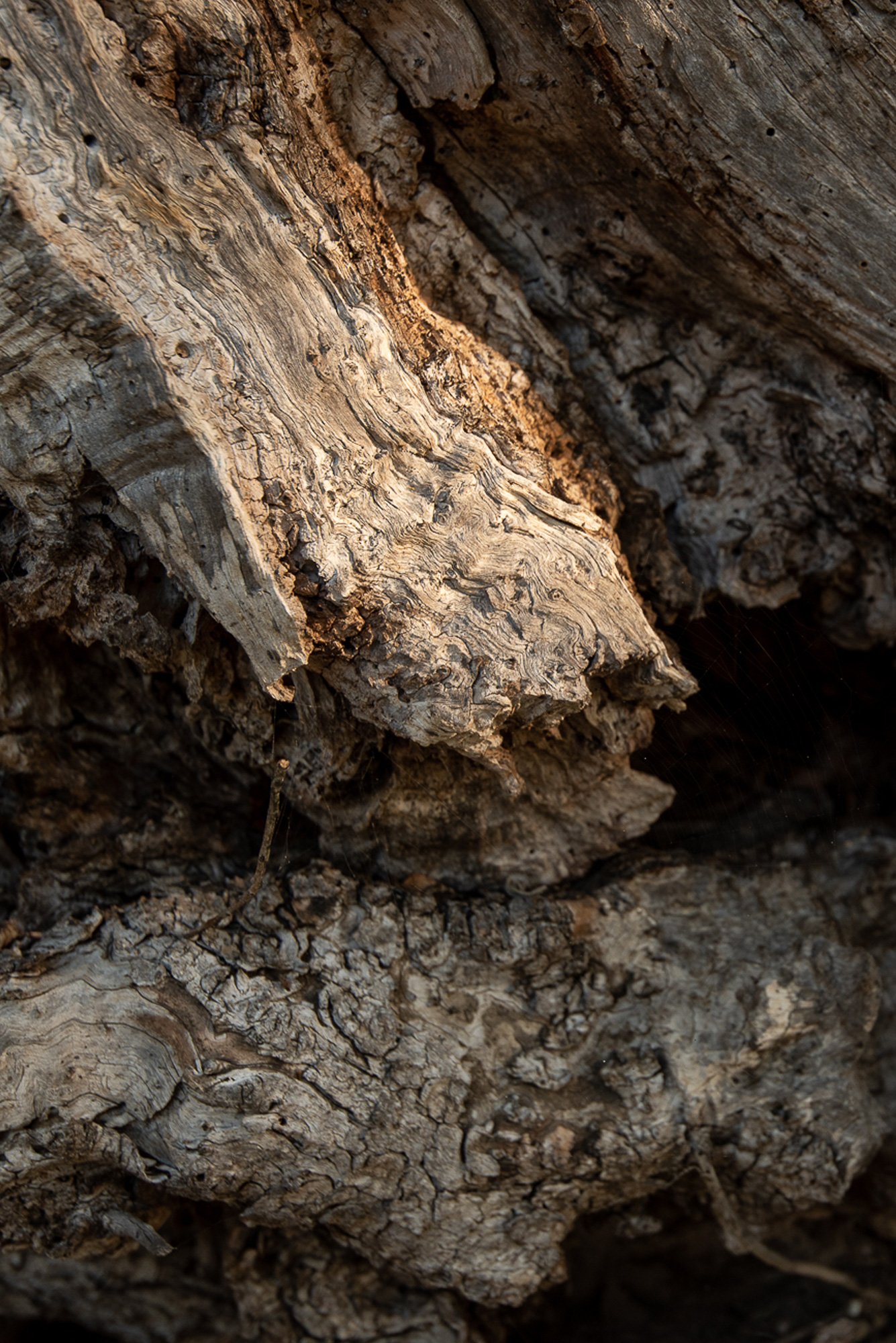 dettaglio_olivo_il_falcone