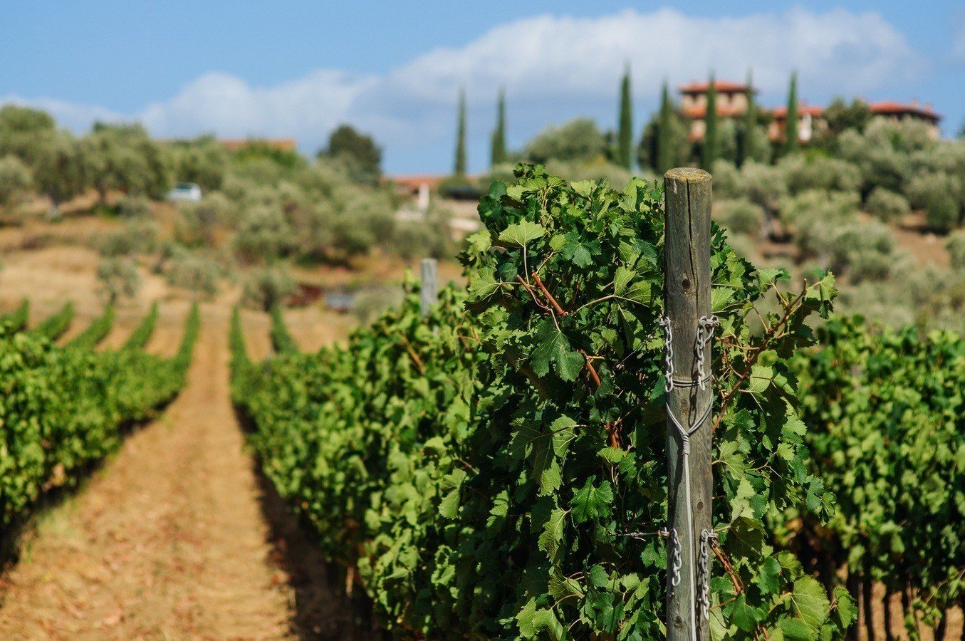 il_falcone_agriturismo_suvereto_6406