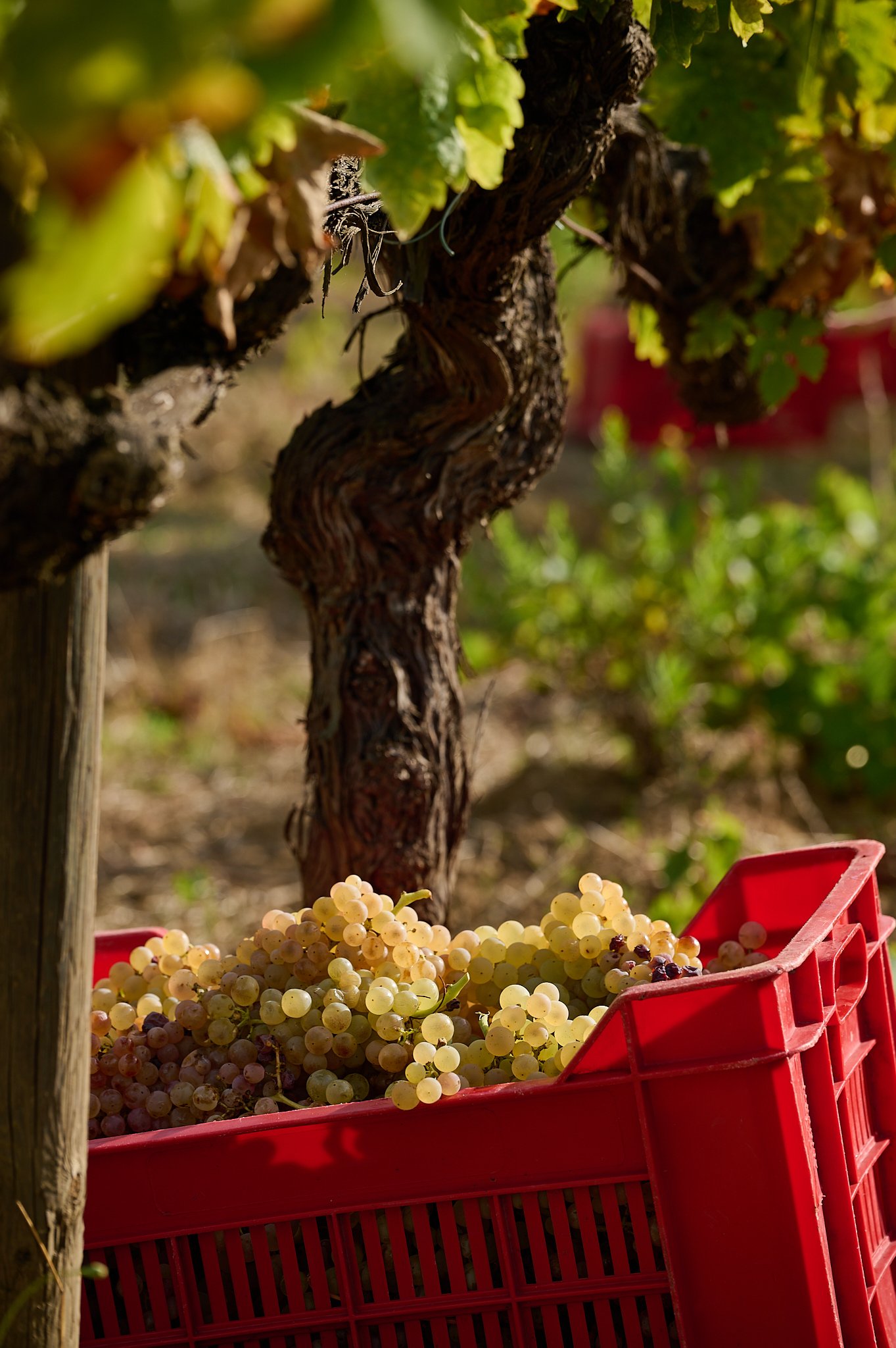 vendemmia_il_falcone_2